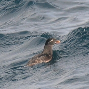 Nonbreeding adult Nonbreeding adult