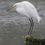 Adult. Note: yellow lores and yellow feet. Adult. Note: yellow lores and yellow feet.